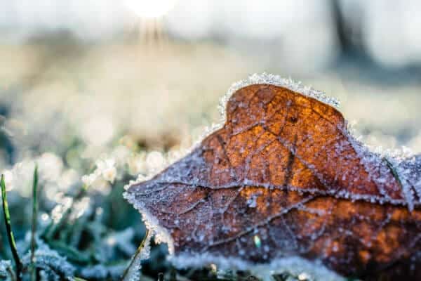 frosty leaf